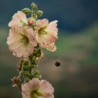 Eigentlich wollte ich die Hummel fotografieren