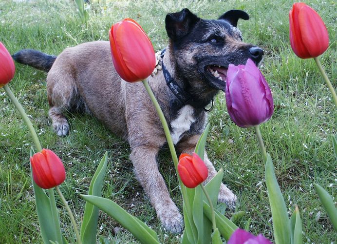 Eigentlich wollte ich die Tulpen .....