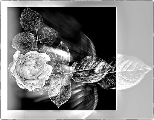 EIGENTLICH WOLLTE ICH DIESE BLÜTE....