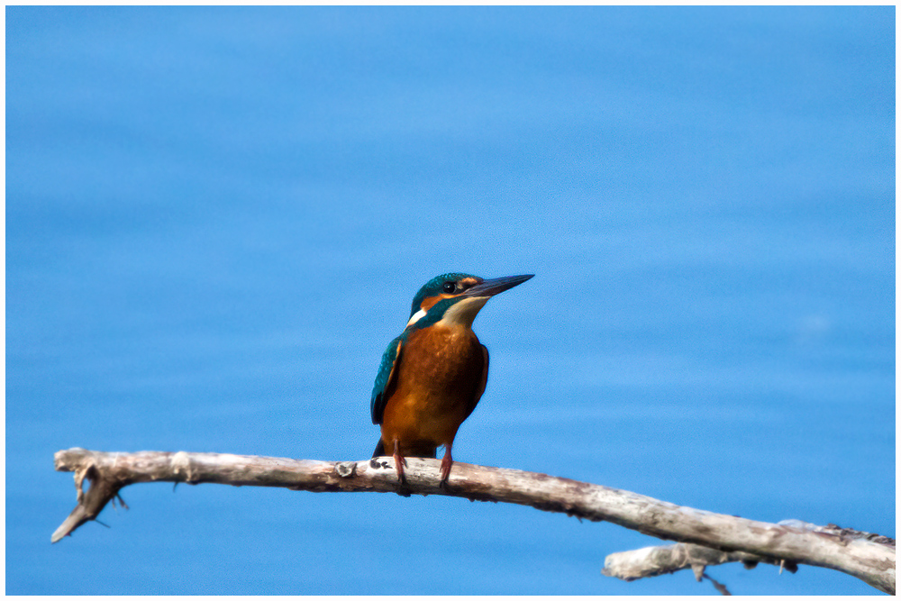 Eigentlich wollte ich Enten fotografieren.....