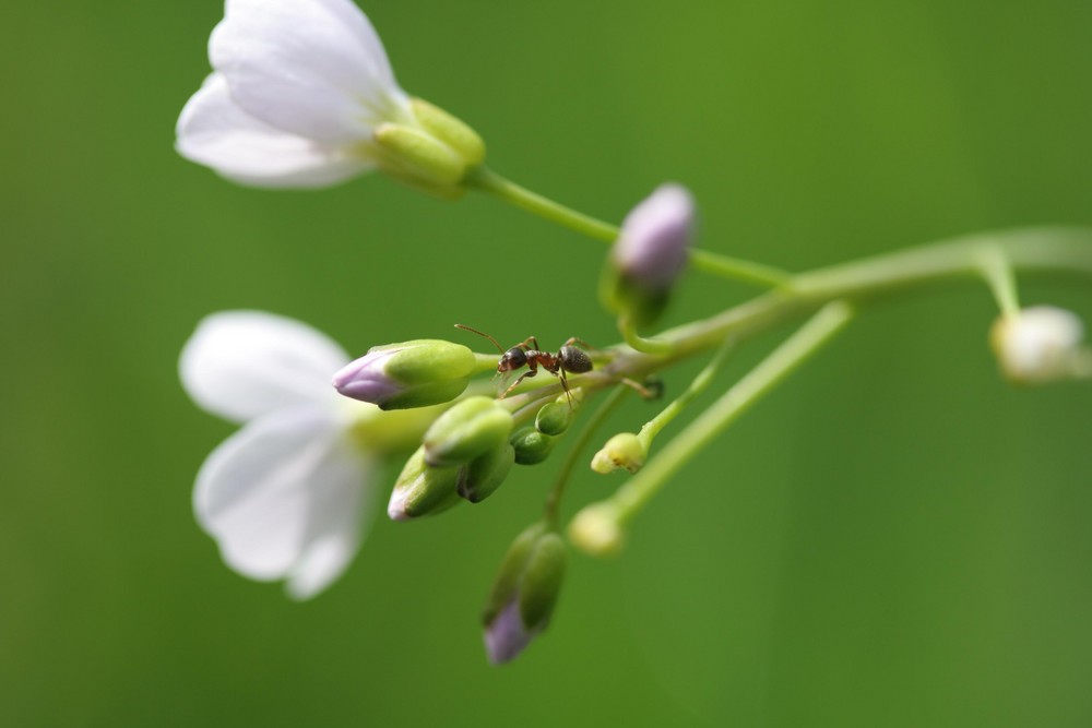 Eigentlich wollte ich ja Blümchen fotografieren...