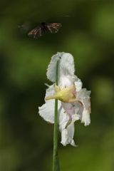 Eigentlich wollte ich nur die zufällig auf einen Grashalm gespießte Kastanienblüte aufnehmen, . . .