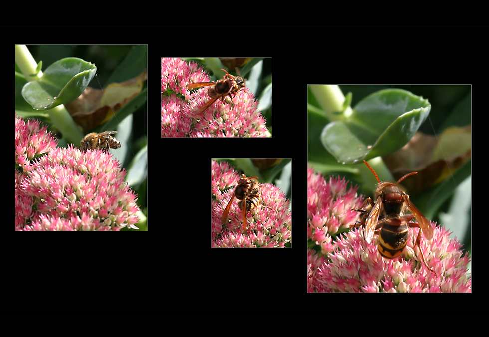 Eigentlich wollte ich nur eine Biene fotografieren ...