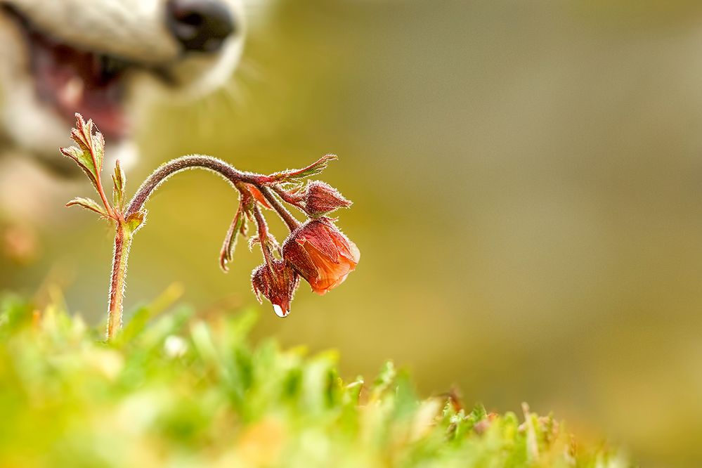 Eigentlich wollte ich Regentropfenfotos machen