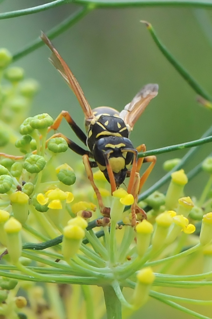 Eigentlich wollte ich Spinne werden