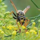 Eigentlich wollte ich Spinne werden