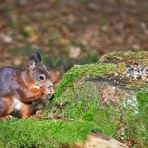 Eigentlich wollte ich Vögel fotografieren... :-)