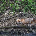 eigentlich wollte ich Wasservögel fotografieren