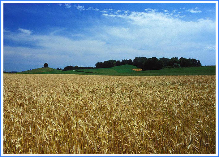 Eigentlich wollte ich zum Baum, ...