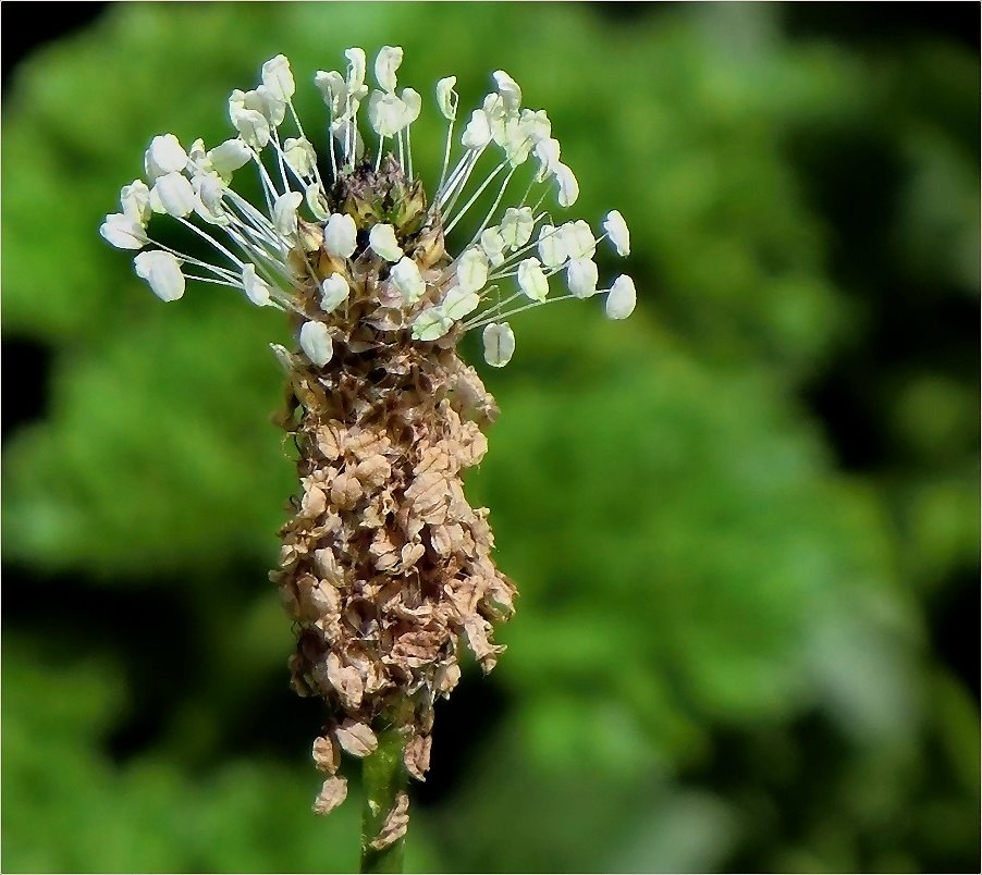 Eigenwillige Blüte: Spitzwegerich