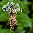 Eigenwillige Blüte: Spitzwegerich