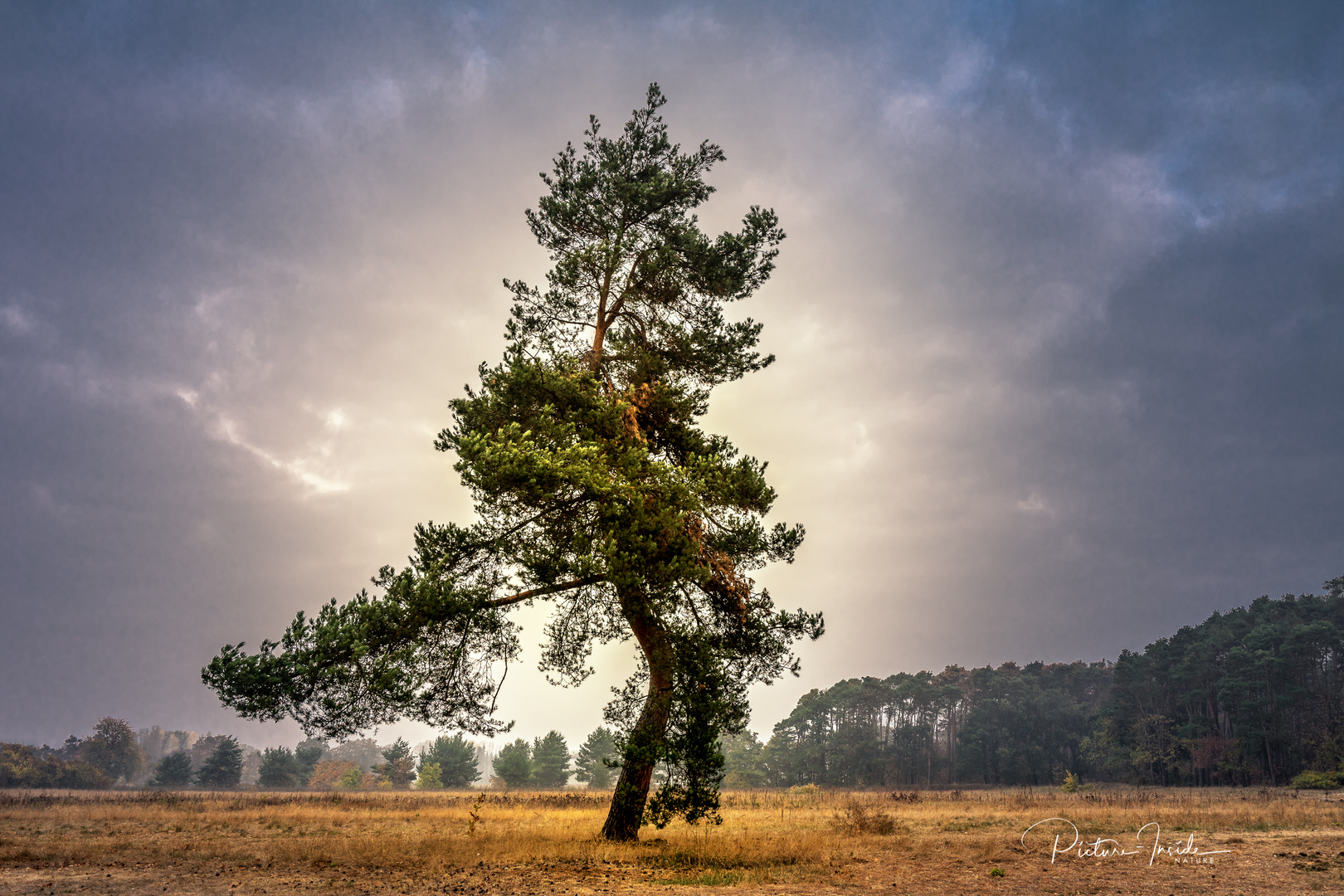 Eigenwilliger Baum