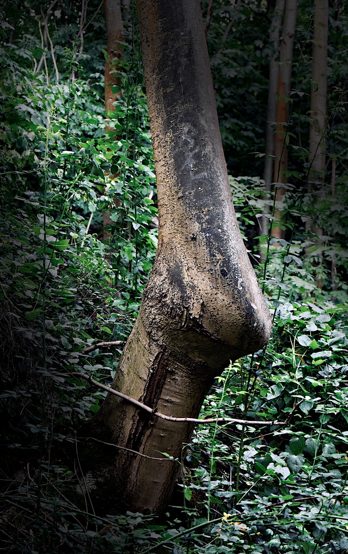 Eigenwilligkeit eines Baumes beim Wachsen ?