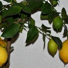 Eigenzucht ~~~ Zitronen - Ernte