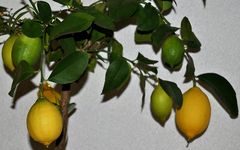 Eigenzucht ~~~ Zitronen - Ernte