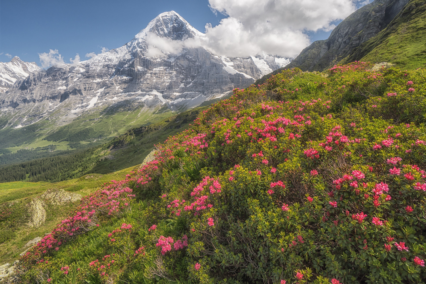 Eiger mit Alpenrösli