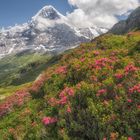 Eiger mit Alpenrösli