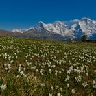 Eiger, Mönch und Jungfrau