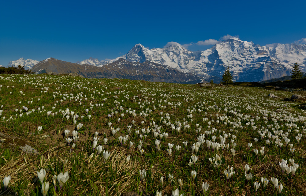 Eiger, Mönch und Jungfrau