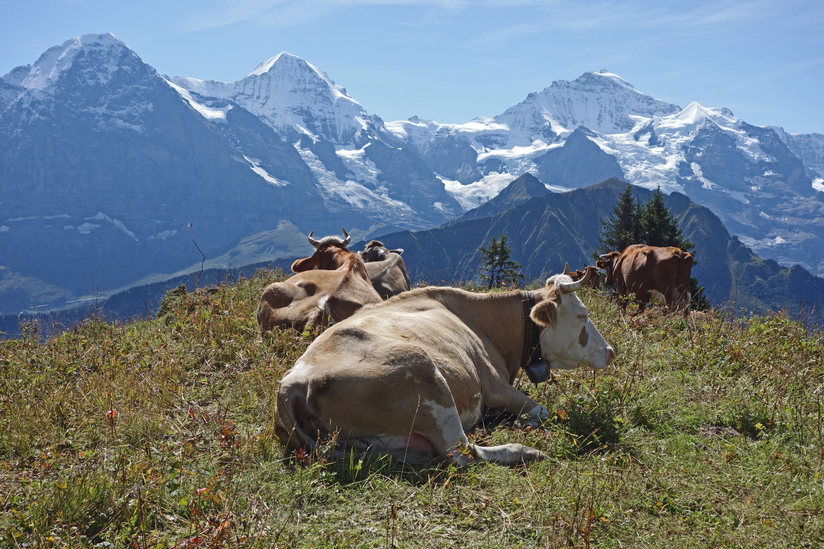 Eiger, Mönch und Kühe