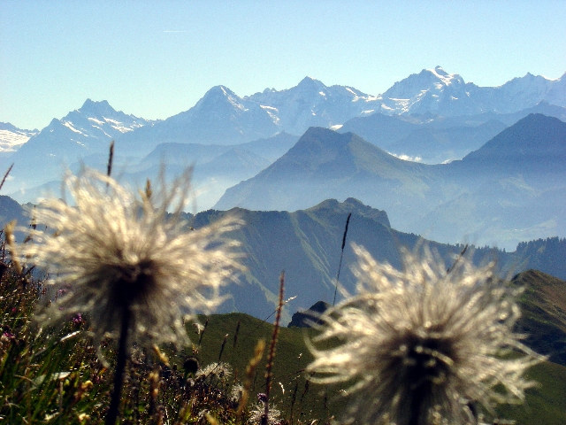 Eiger, Mönch und Kuhschelle...