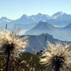 Eiger, Mönch und Kuhschelle...