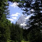 Eiger zwischen Tannen