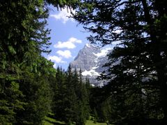 Eiger zwischen Tannen