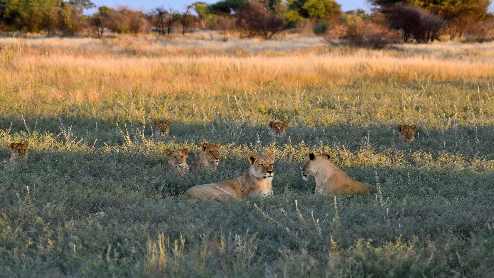 EIght lions