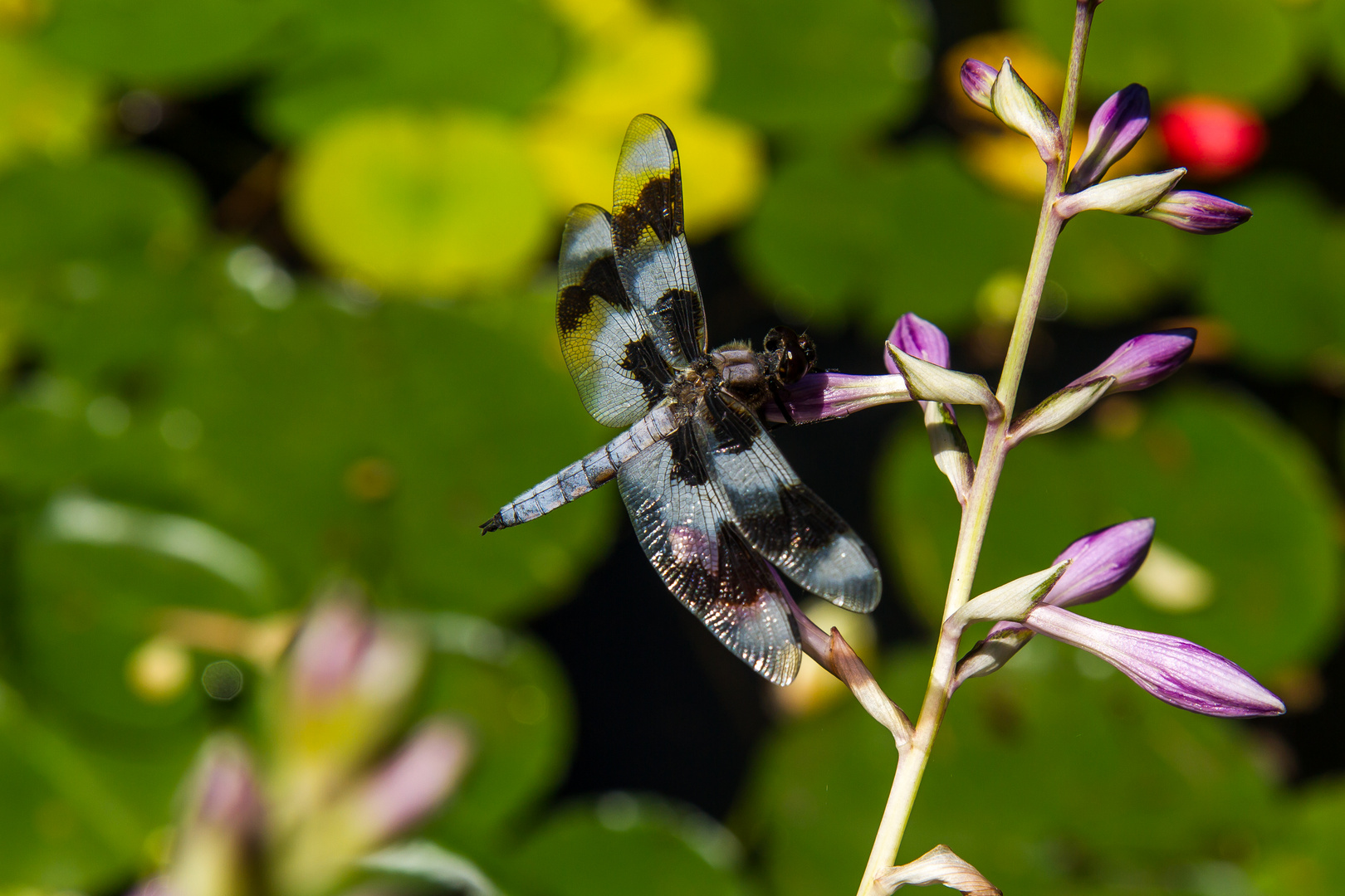 Eight-Spotted Skimmer