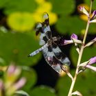 Eight-Spotted Skimmer