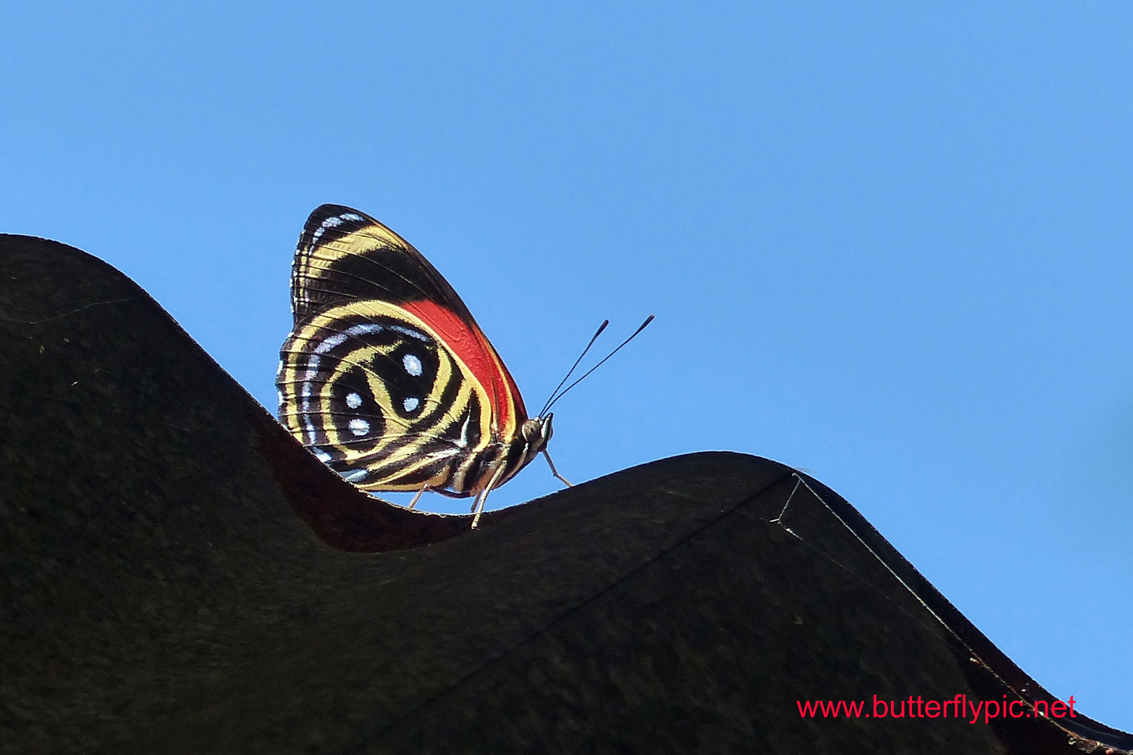 eighty-eight oder numberwing, Wellenreiter (Callicore texa)