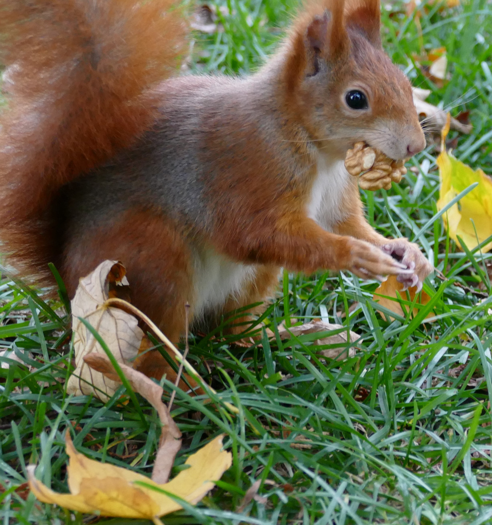 Eiichhörnchen im Nordfriedhof Bonn