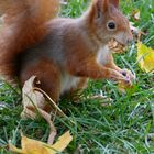 Eiichhörnchen im Nordfriedhof Bonn