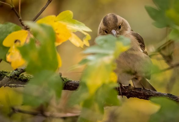 "Eiiii ...... Wer guckt denn da"   (ISO 5000)