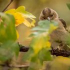 "Eiiii ...... Wer guckt denn da"   (ISO 5000)