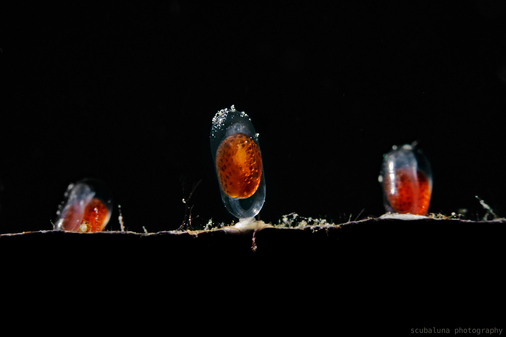 Eikapseln vom Anemonenfisch