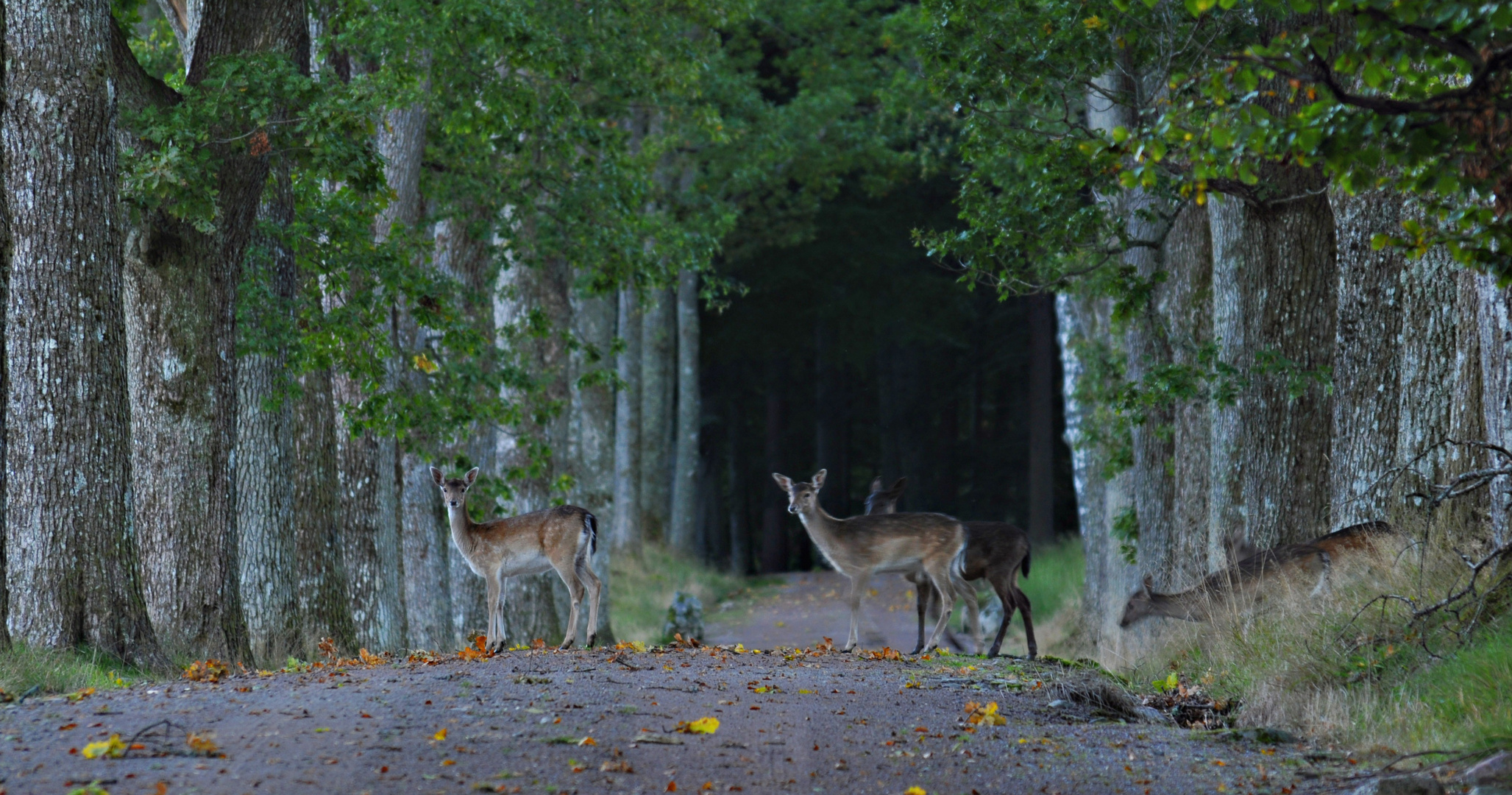 Eikeskogen.