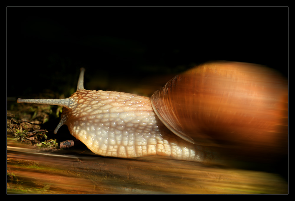 Eilig hatte es die Weinbergschnecke!