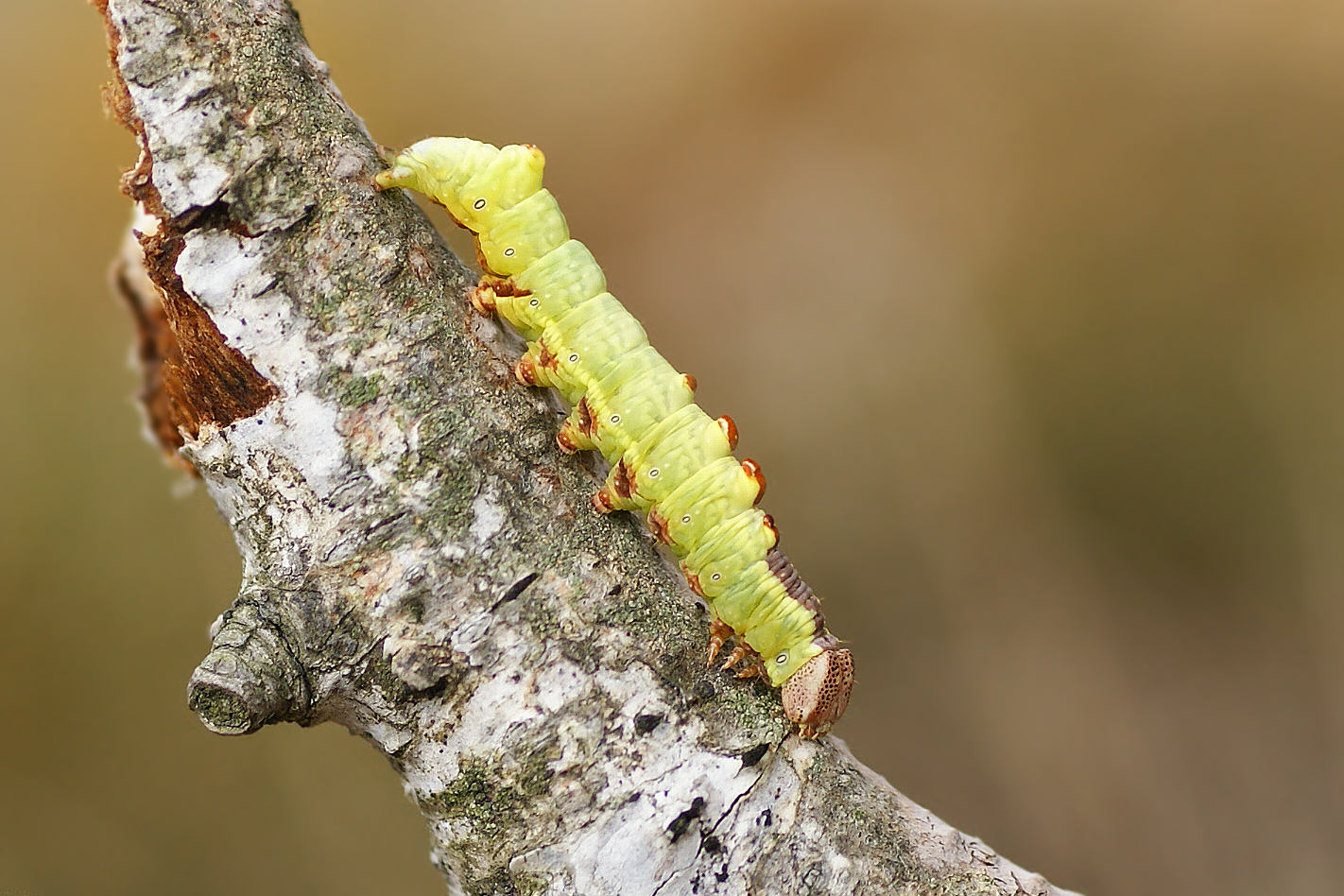 Eilige Raupe des Dromedar-Zahnspinners (Notodonta dromedarius)