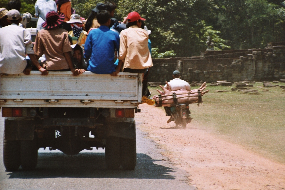 eiliger Frischfleischtransport