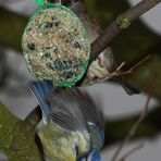 Eiliger Geselle .... oder Blaumeisen Abflug