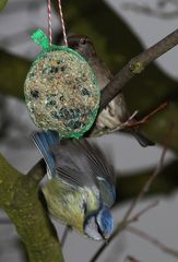 Eiliger Geselle .... oder Blaumeisen Abflug