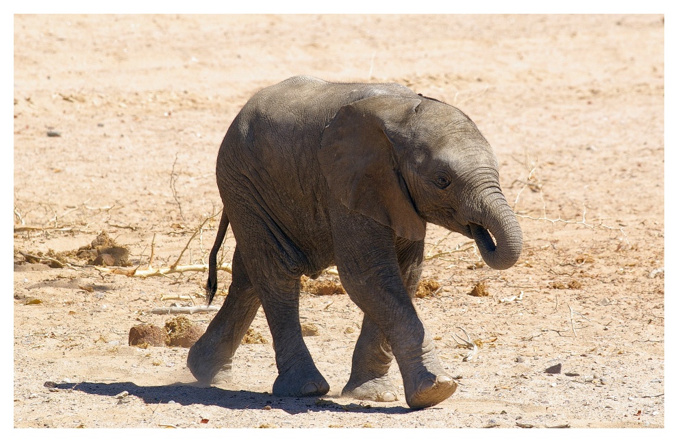 Eiliger kleiner Elefant...