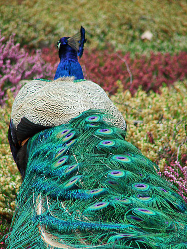 Eiliger Pfau