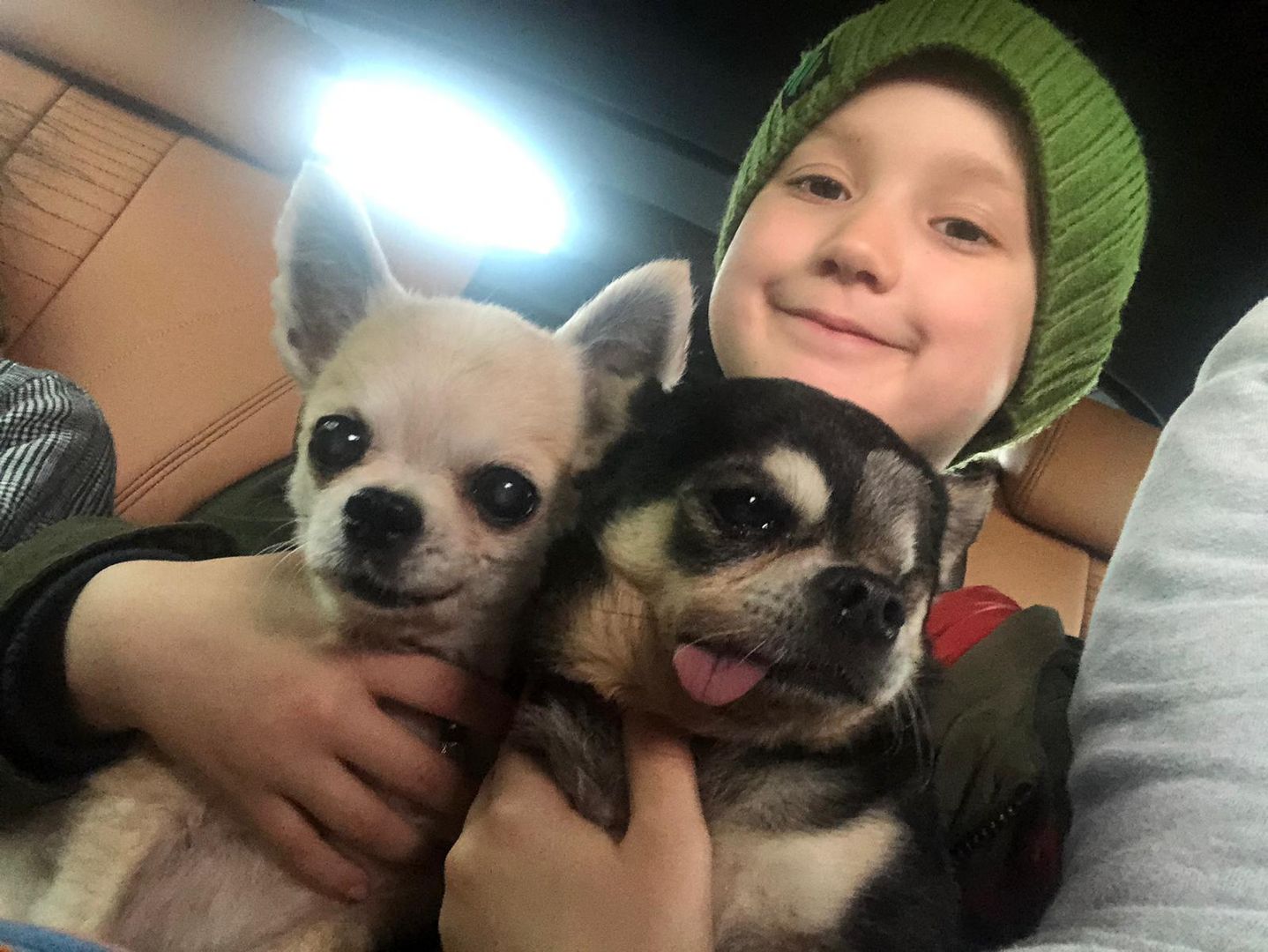 Eilmeldung: Greta Thunberg hat Chihuahuas als Geiseln genommen