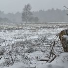 Ein 08/15 Bild aus der Küstenheide....