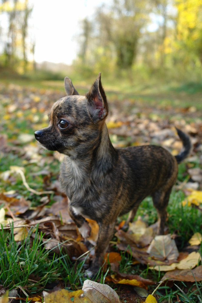 Ein 1 A Vorstehhund