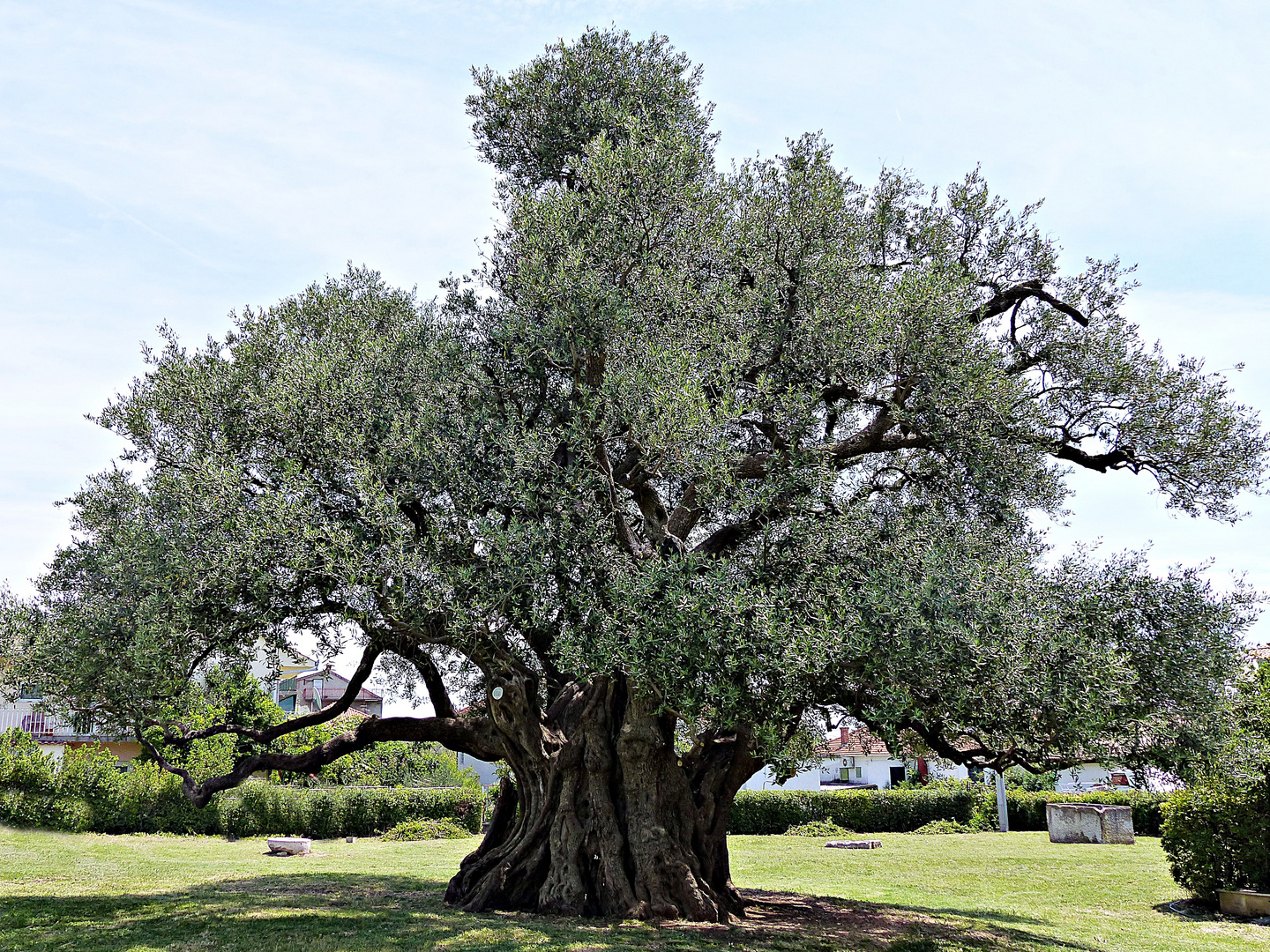 Ein 1500 Jahre alter Olivenbaum