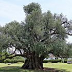 Ein 1500 Jahre alter Olivenbaum